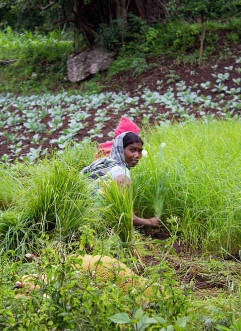 Donate towards a healthier soil