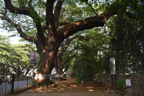 The Green Corridor